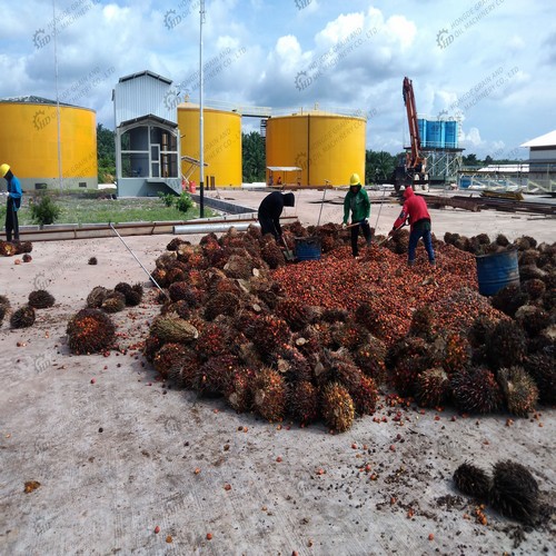 optimal palm oil processing plant size in south sumatera