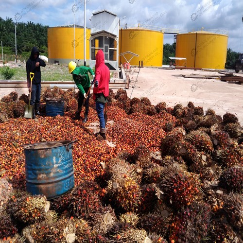 palm kernel oil expeller for cold pressing of palm kernel oil