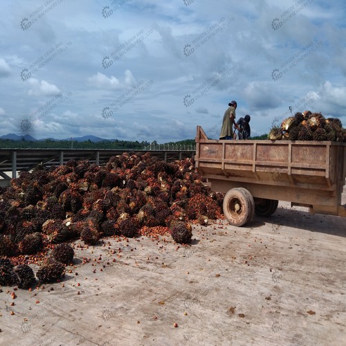 high efficiency of palm oil mill screw press machine in zambia