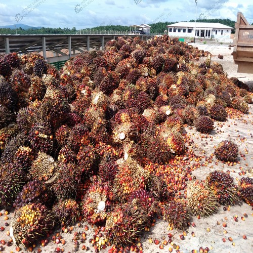 roasted walnut oil the palm fruit mill in cameroon