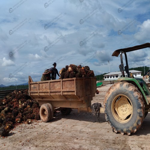 palm kernel oil press machine in Nigeria